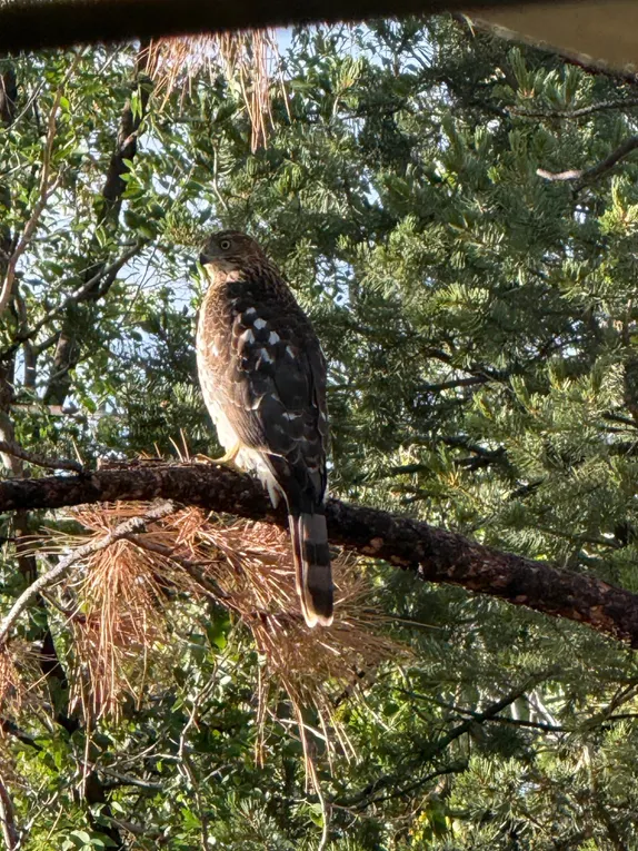 Golden Wildlife: A Coopers Hawk