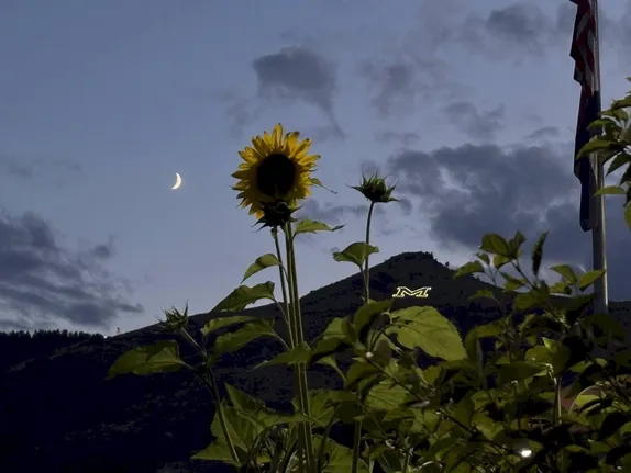 Sun, Moon and Bloom