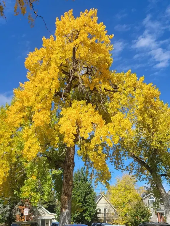 What's Happening in Golden - Saturday, Oct. 10th, 2026