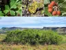 Shrubs for Golden’s Climate – Three-Leaf Sumac
