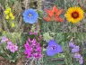 9AM-12PM Wildflower Walk @ Tunnel 1 Trailhead