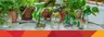 12-3PM Plant Swap
