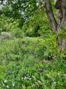 Sweet Peas and Stone Walls