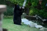 Bear Awareness Meeting