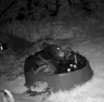 Bear Sighting