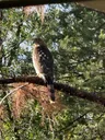 Golden Wildlife: A Coopers Hawk