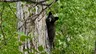 6-7PM Bear Aware with Colorado Parks and Wildlife @ City Hall Council Chambers