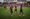 FC Dallas’ belief continues to grow after third straight win