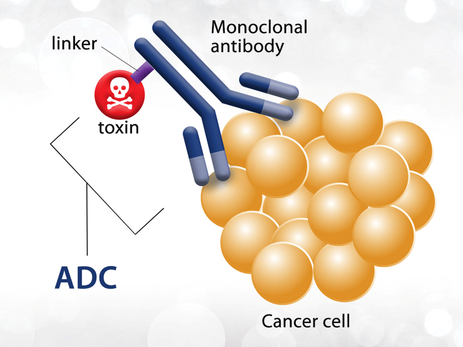 A visual of Antibody-Drug Conjugates
