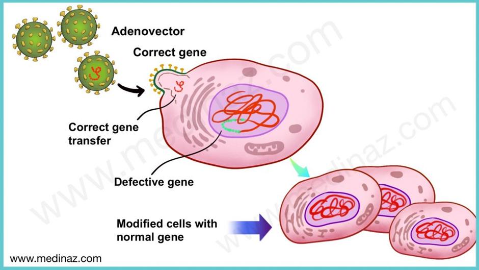 A schematic of how Gene Therapy delivers genes into cells