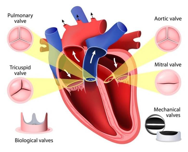 Heart valves overview