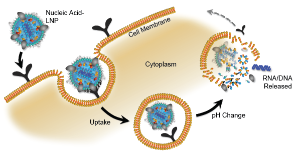 DNA, RNA, mRNA, LNP, Delivery technology