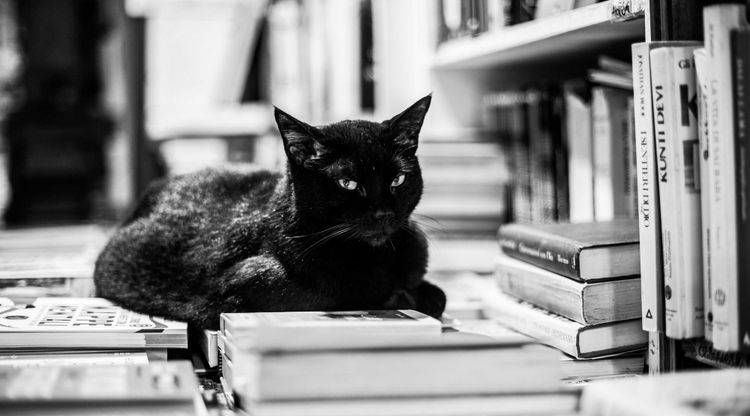 The book report for July 2023