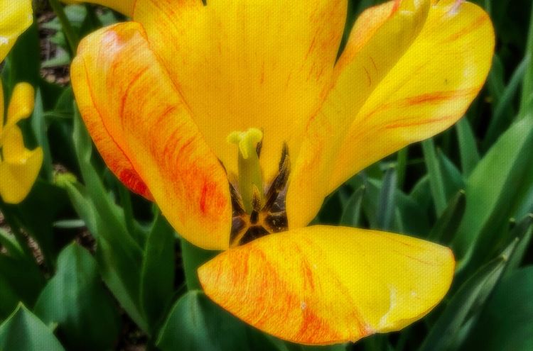 Flowers make yellow look easy