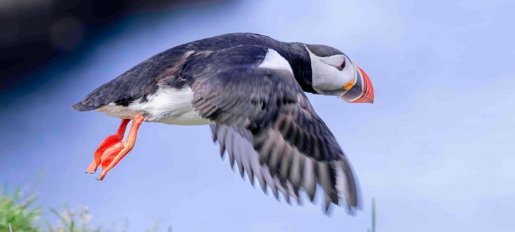 Because…puffins