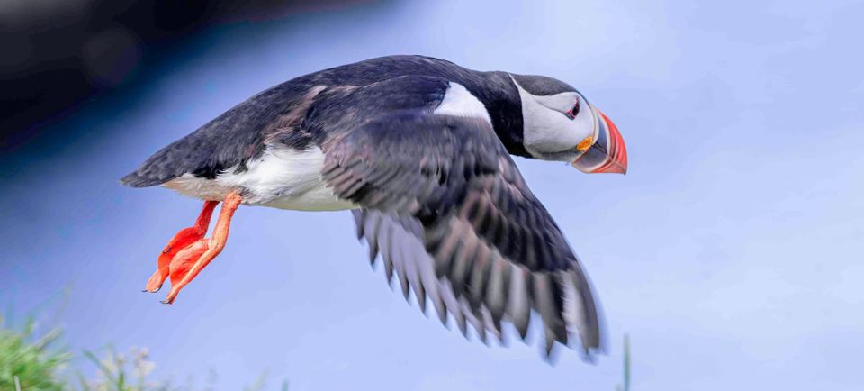 Because…puffins