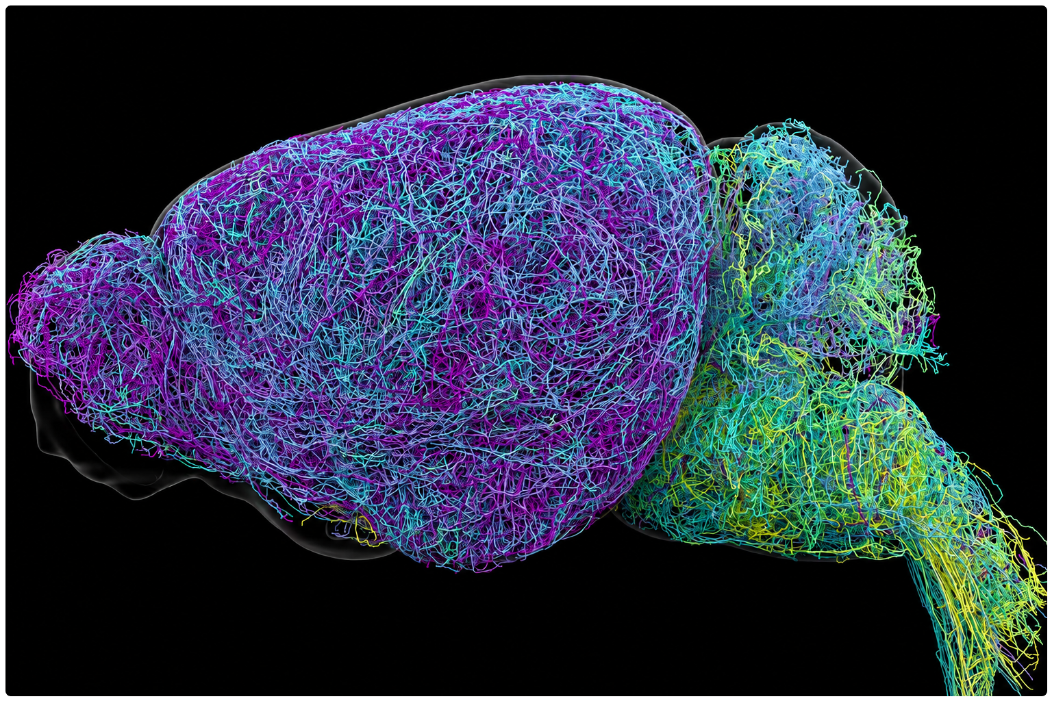 Scientists Map Hidden Communication Network Deep Inside the Brain