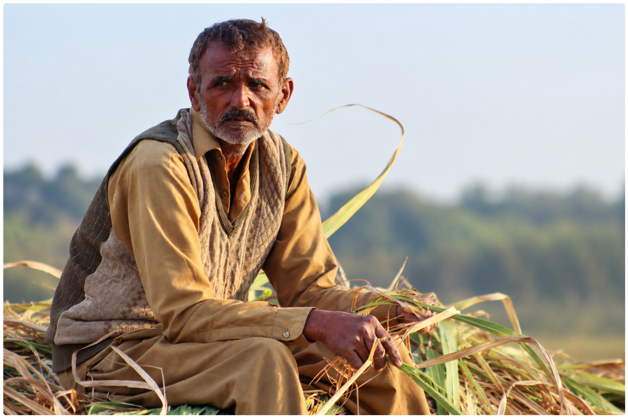 Pakistan’s Farmers Squeezed as Rising Costs Eat Into Profits