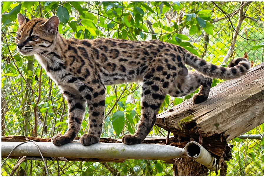 Scientists Identify First New Wild Cat Species in More Than a Century