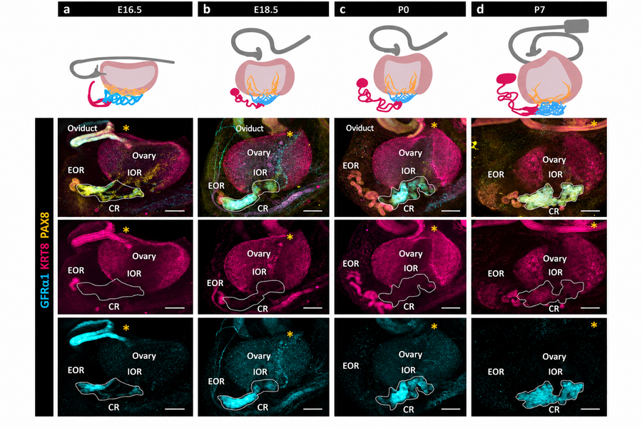 The Female Reproductive Structure That Disappeared From Textbooks May Have a Purpose