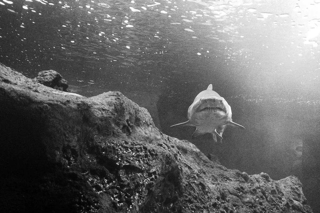 The story of the shark