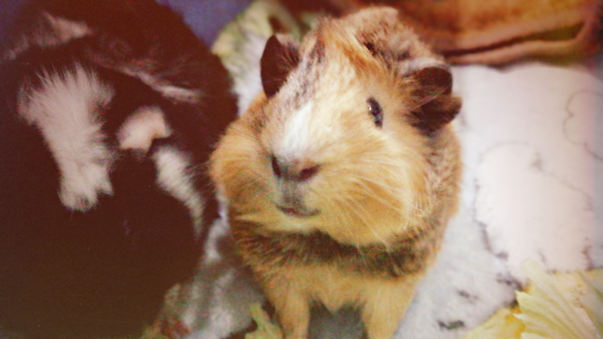 A tan and white guinea pig looks up at the camera, whiskers spread, with a black and white companion beside it and scattered lettuce leaves on the bedding.