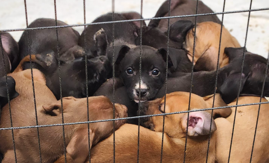 'A failure of the whole community'