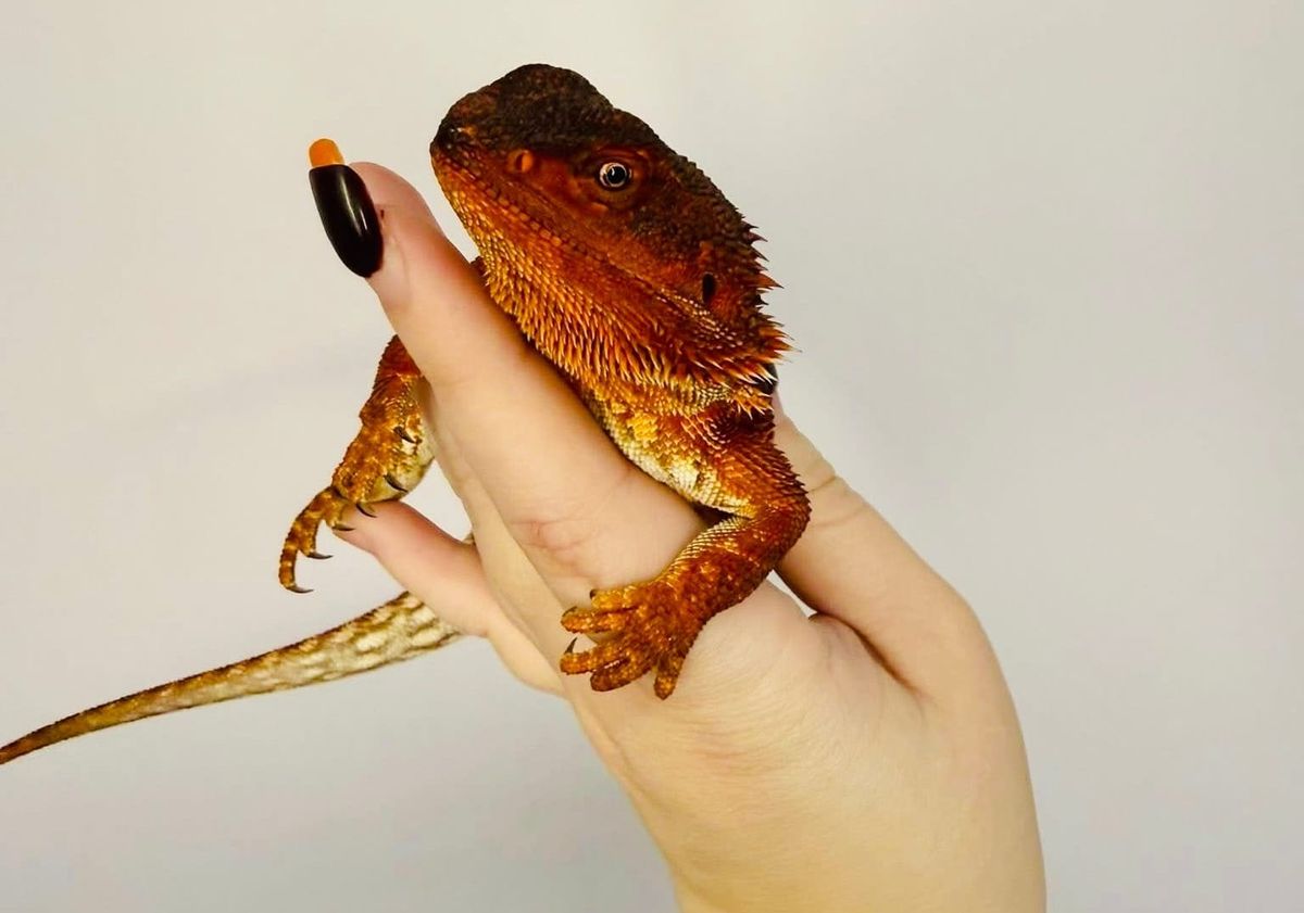 Fashion meets scales at Kourt’s Reptile Boutique