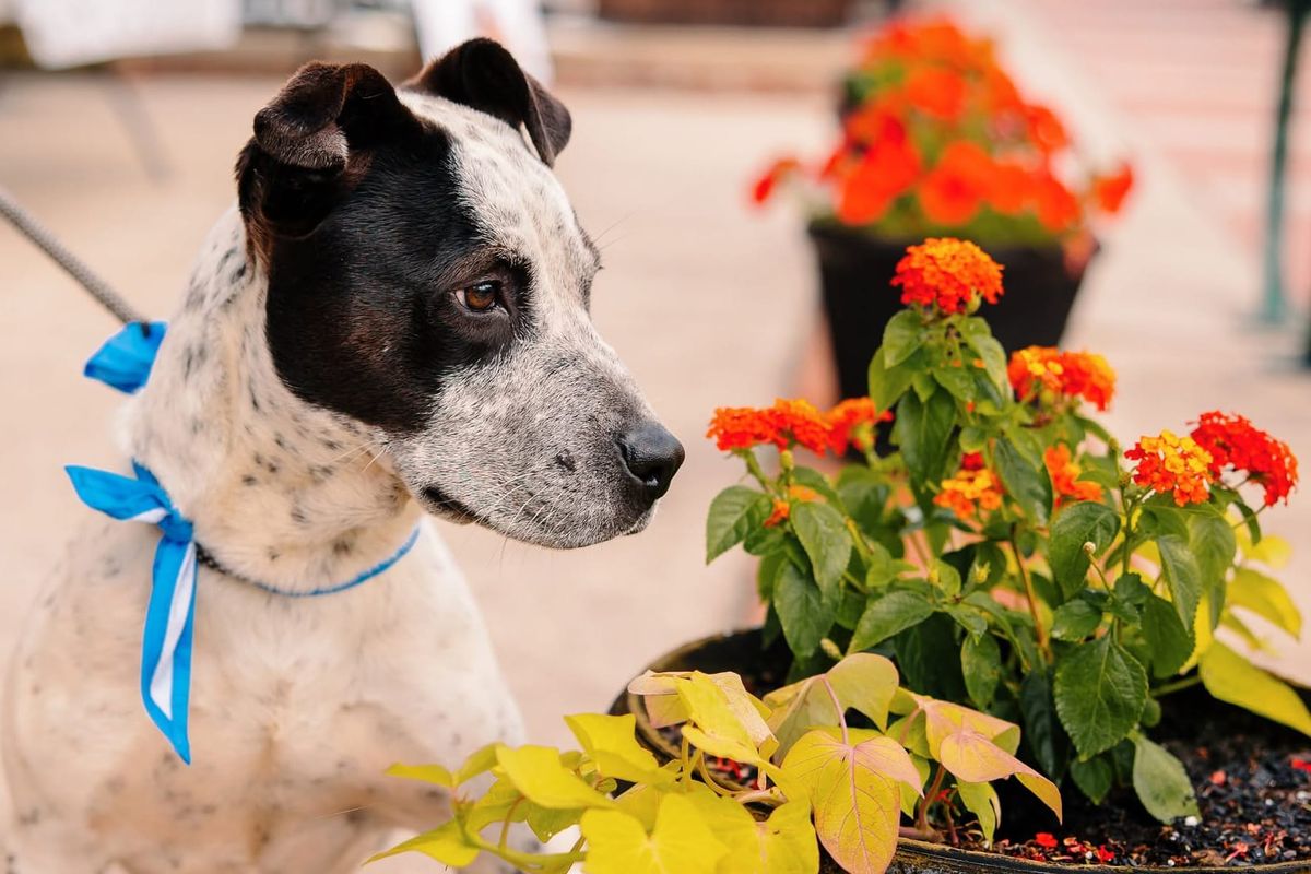 'Raise the Woof' returns June 26