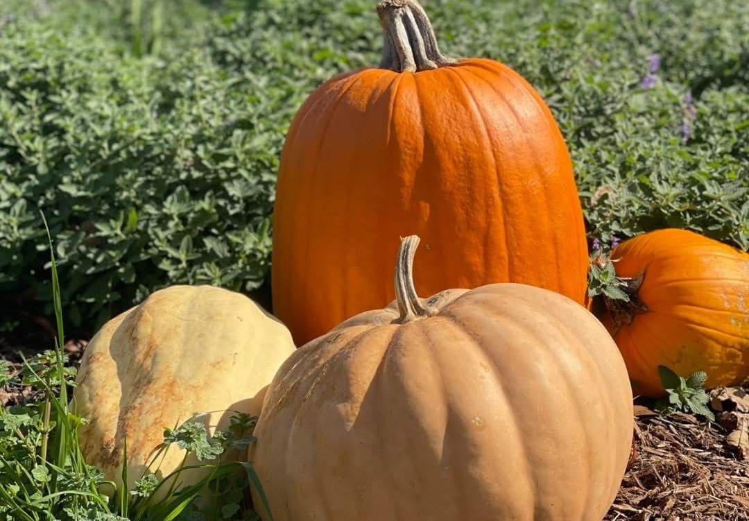 Fall returns to McCulley’s Amazin’ Acres