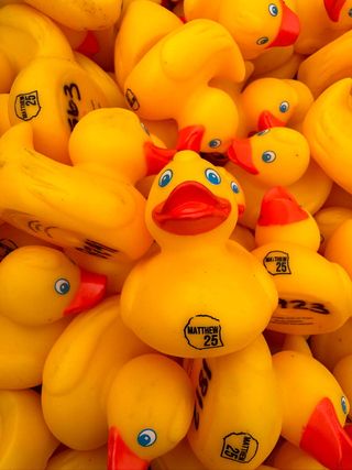 Duck Day Afternoon