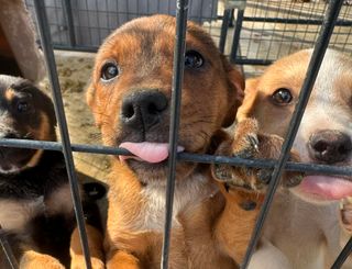 Free adoptions extended