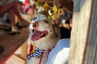 It's a dog's life at the fair
