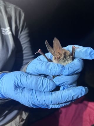 Endangered Bat Species Detected During Blitz
