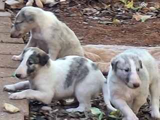 A desperate search for 10 stolen puppies