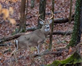Young Sportsman Deer Hunt Set for October 31-November 1