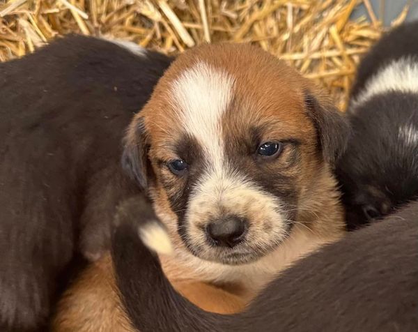 New Animal Control website going live Friday