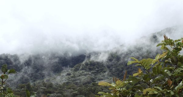When a Forest Signs the Record Deal and a School Gives Up Its Soccer Field, You Know Something’s Changing