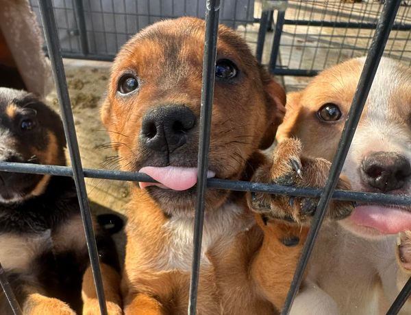 Free adoptions extended