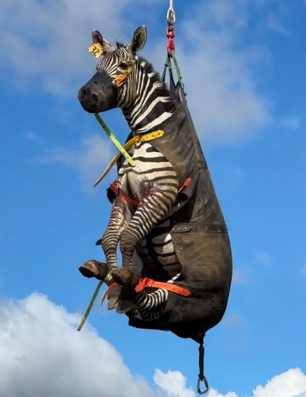 Williams earns his stripes