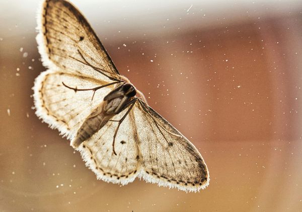 A Dollar, a Moth, and a Miracle: 3 Stories You Won’t Stop Thinking About