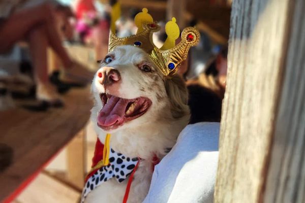 It's a dog's life at the fair