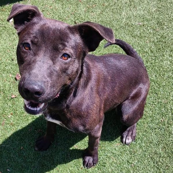 BOMA advances animal control improvements