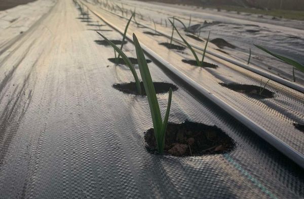 Family roots run deep at Little Creek Farm