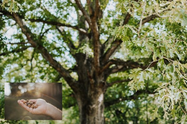 Tennesseans Encouraged to Collect White Oak Acorns for Reforestation Program