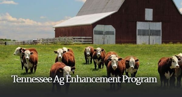Tennessee Agricultural Enhancement Program Applications Open
