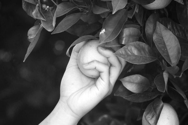 The Farm and the Harvest: Reputation as a Living System