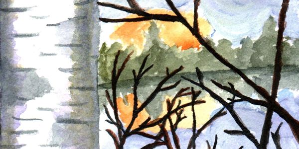 A watercolor painting of a birch tree by a lake with the sun setting behind some trees. 