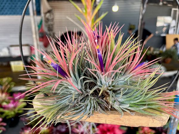 198 - Chatuchak this week