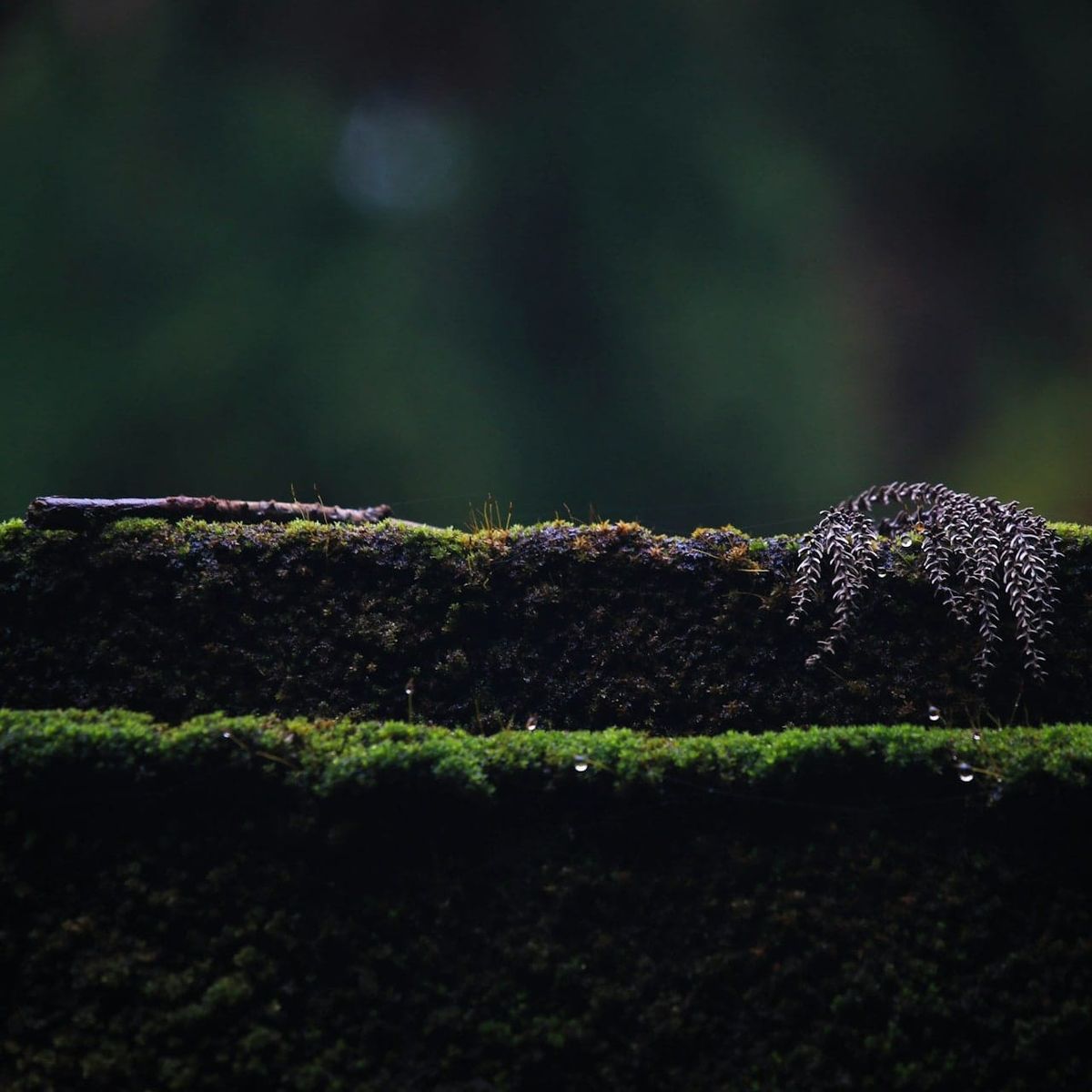 Feral Minds ⊗ General Purpose AI and Harm ⊗ Understanding 5 Key Phrases